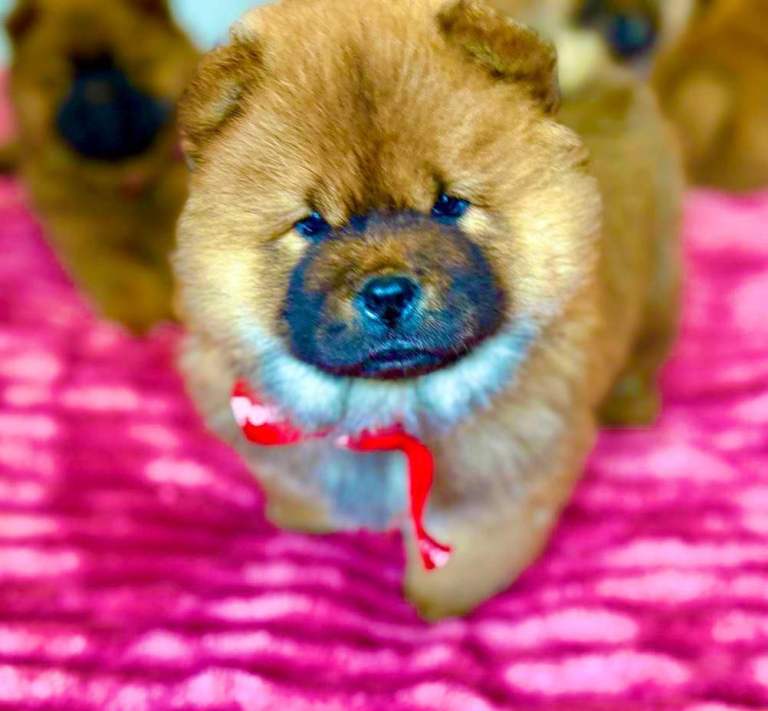 Chow Chow puppies 
