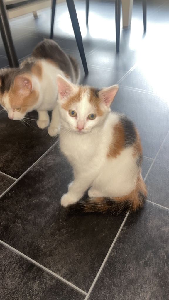 Kitten