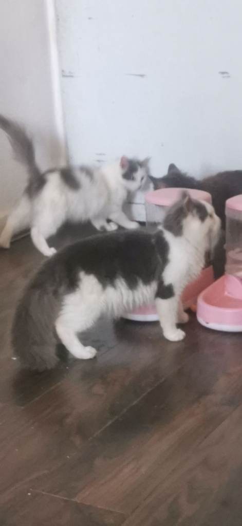 Cat for sale 