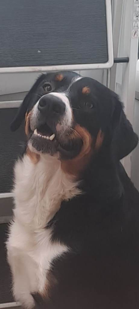 Burmese mountain dog 