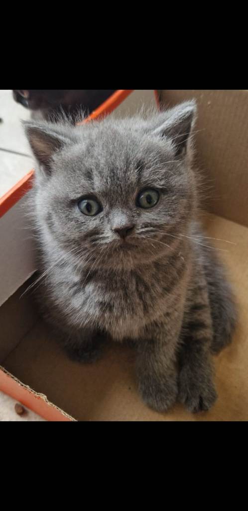 British shorthair kittens 