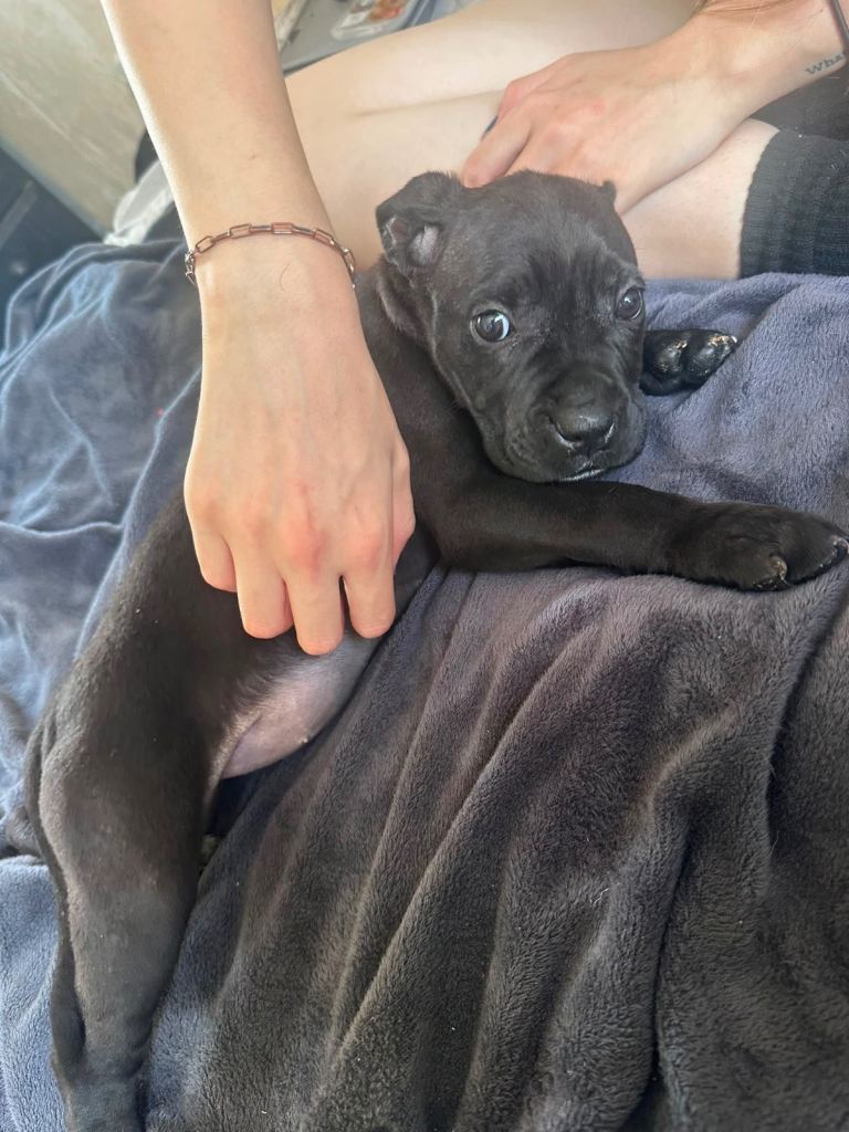 Cane corso’s puppies