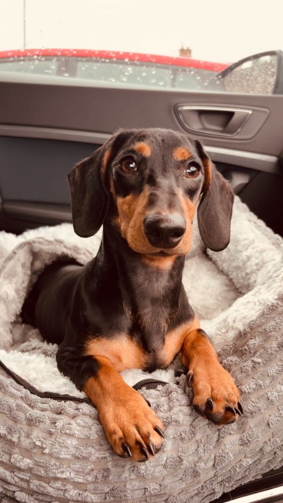 11 month old female miniature dachshund