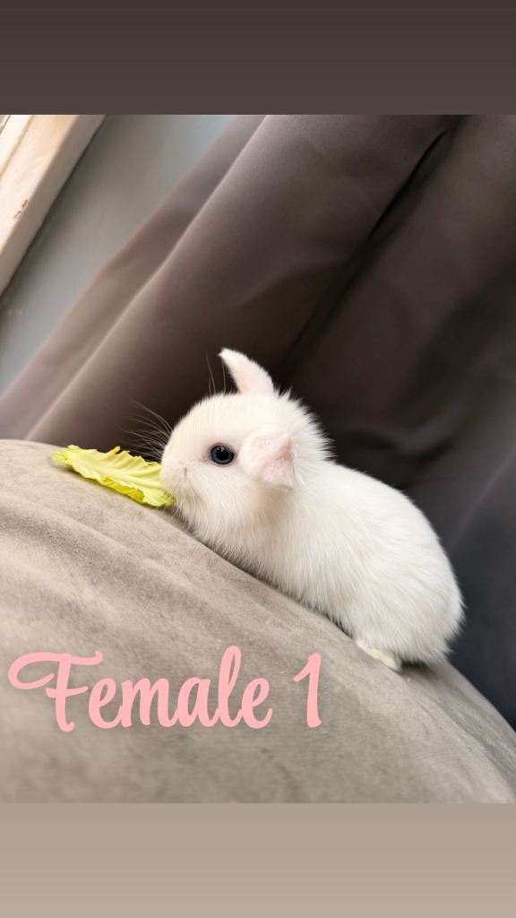 Mini lop bunnies for sale 