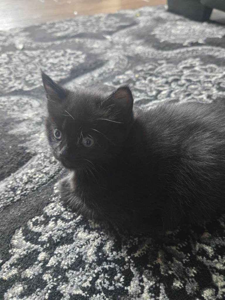 Kittens