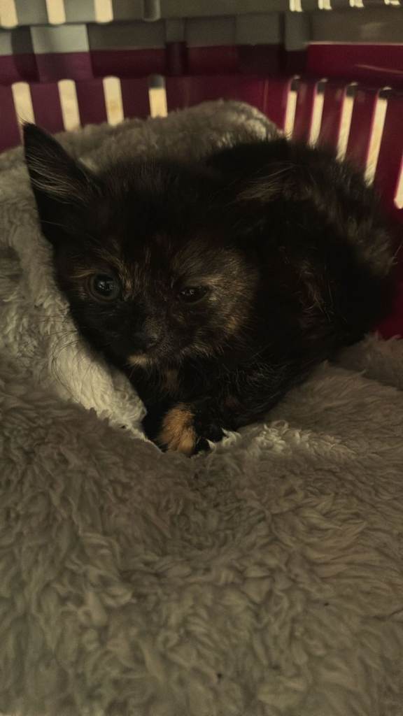 Kitten 