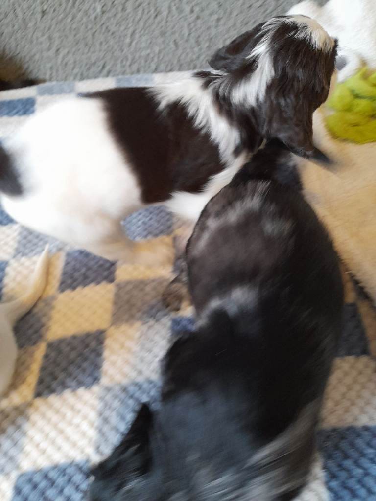 Gorgeous Sprocker pups