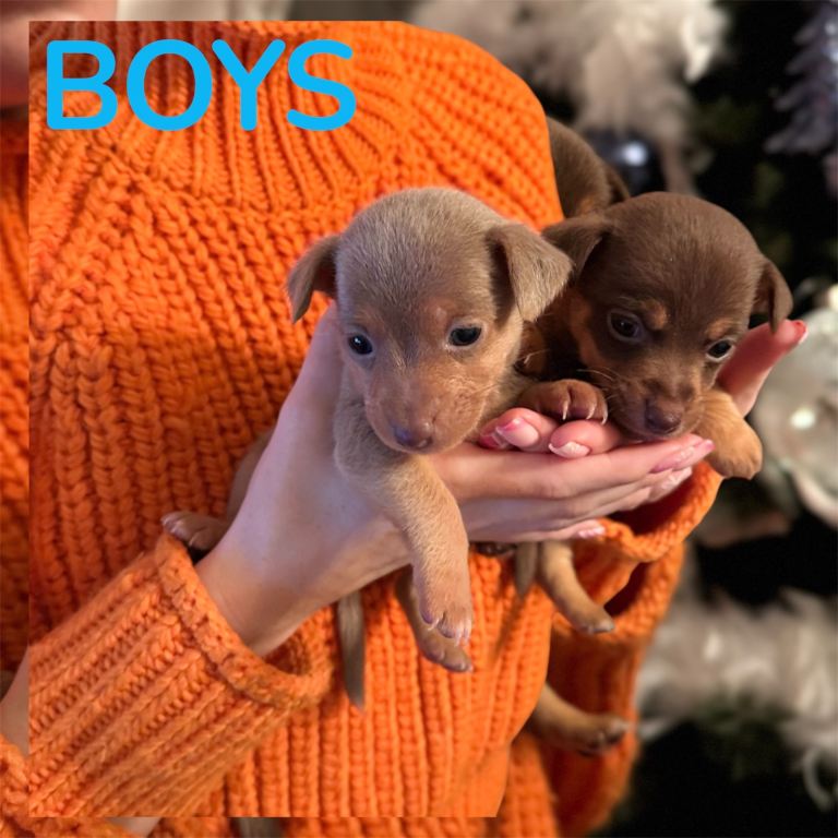 Stunning miniature Jack Russell puppies 