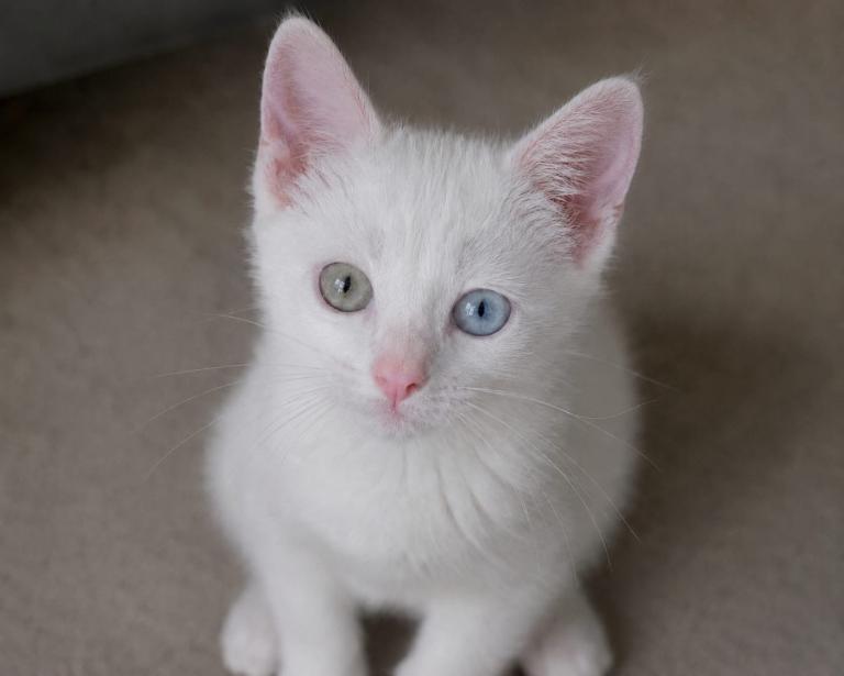 Adorable boy kitten