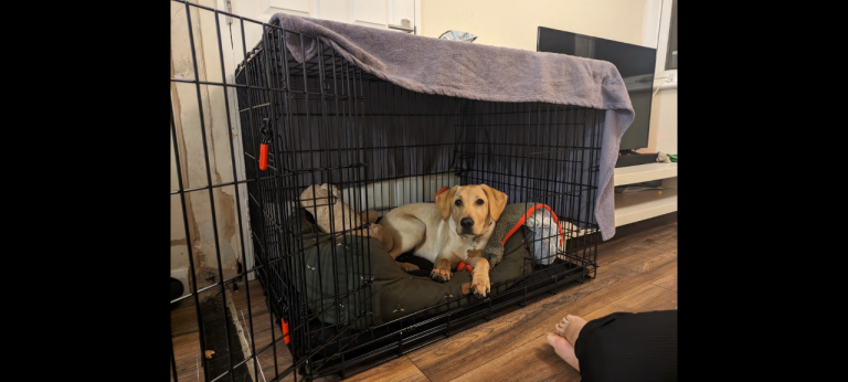 Kong L Dog Crate