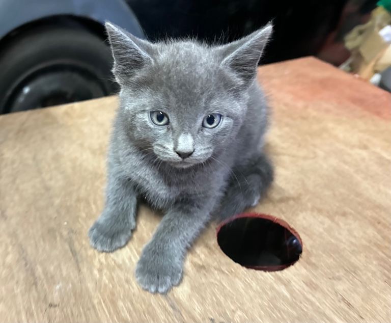 Kitten Kittens for sale boy STILL AVAILABLE 