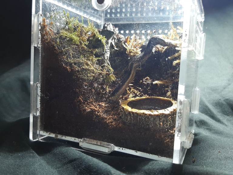 Natural Spiderling Enclosure 10×10×10cm Acrylic Cube