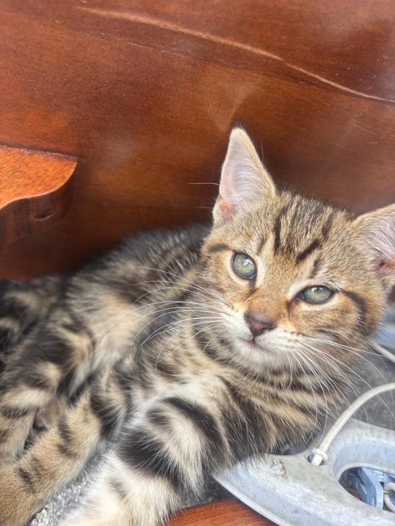 KITTENS AVAILABLE FOR SALE 