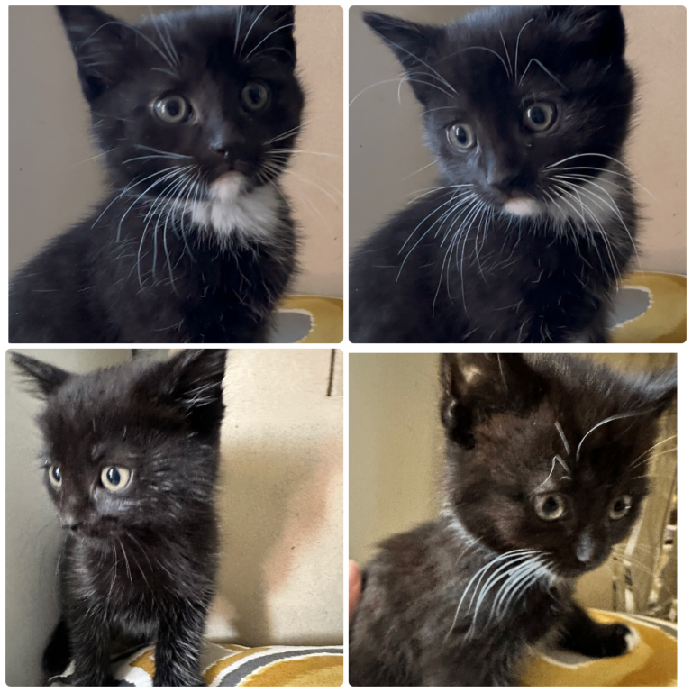 4 Kittens, Black & White 
