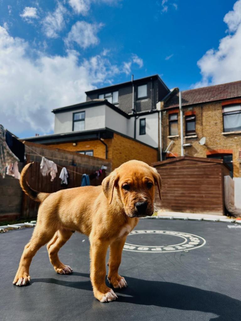 5-Month-Old Male Staffy Puppy – Rio – Friendly & Healthy (IG3)