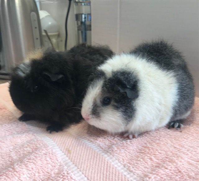 Lovely young Boars Sows Pairs and indeviduals