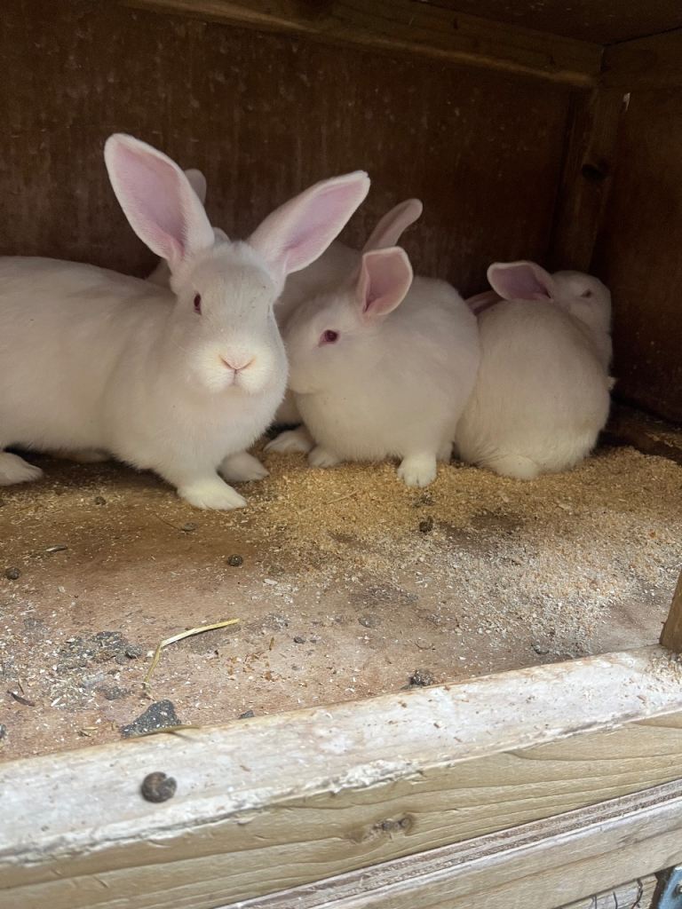 New Zealand White Rabbits 