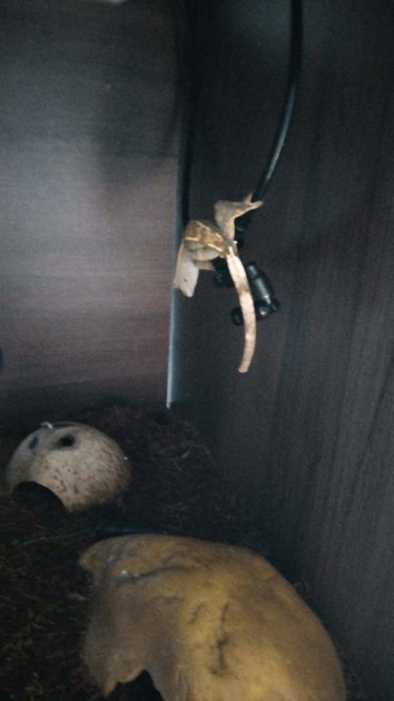 Crested gecko and encloser for sell