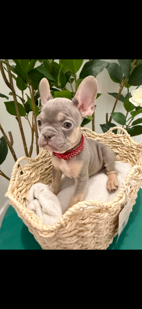 🔥🔥🔥Stunning French bulldog pups 🔥🔥🔥 