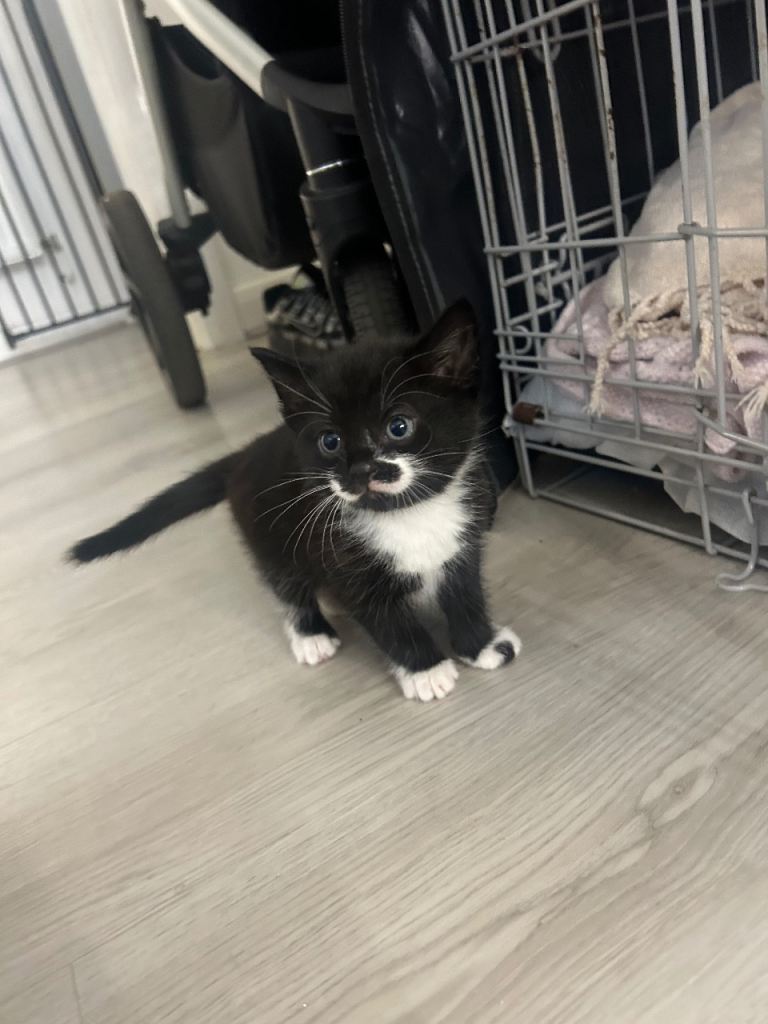 Kittens