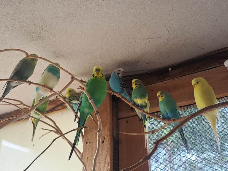Budgies 
