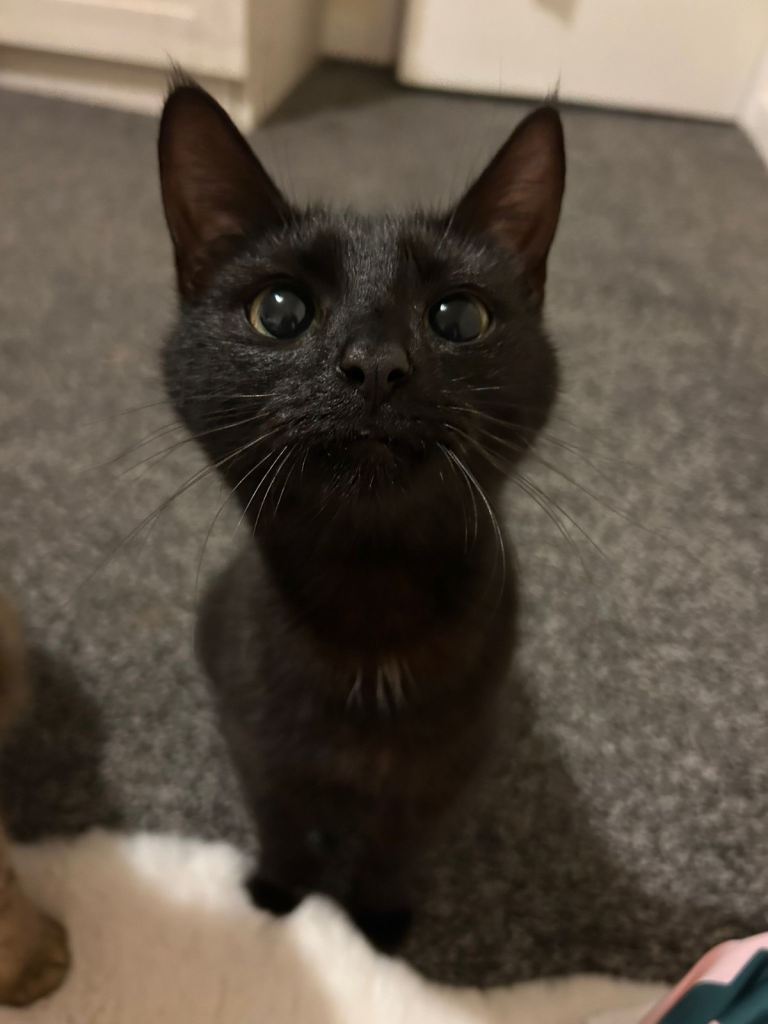 Rehoming my cat 