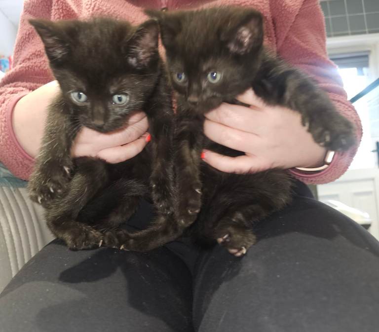2 x all black Kittens 