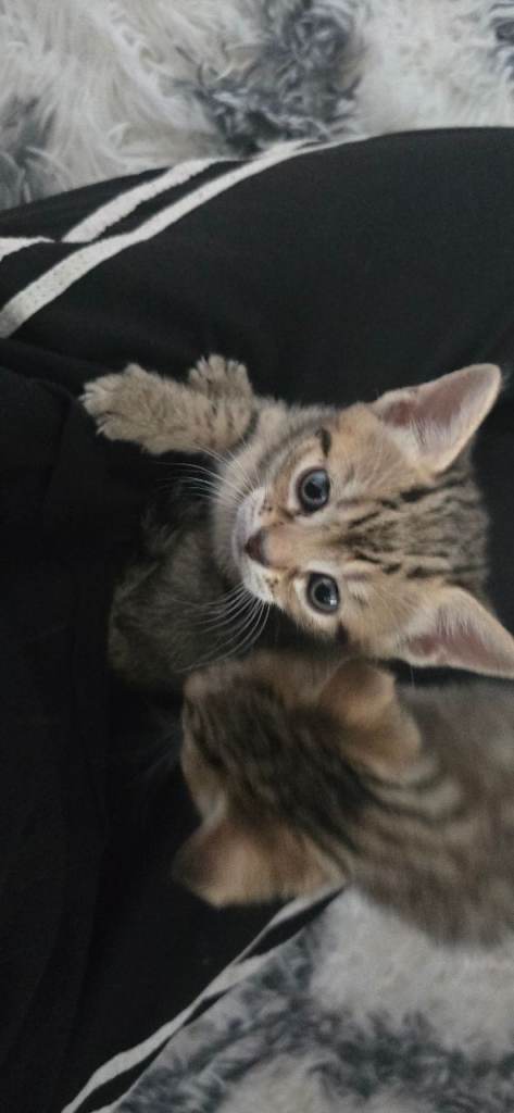 6 Adorable Kittens