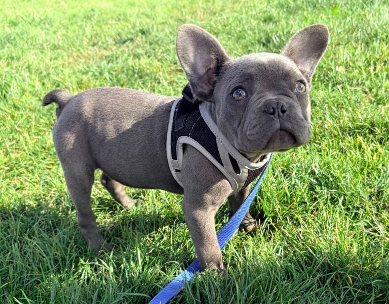 Blue French bulldog BOY 12 weeks old 