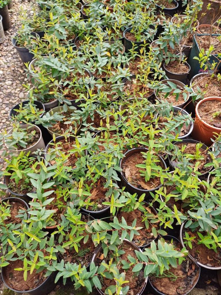 Various shrubs for sale - flowering ornamental perennials