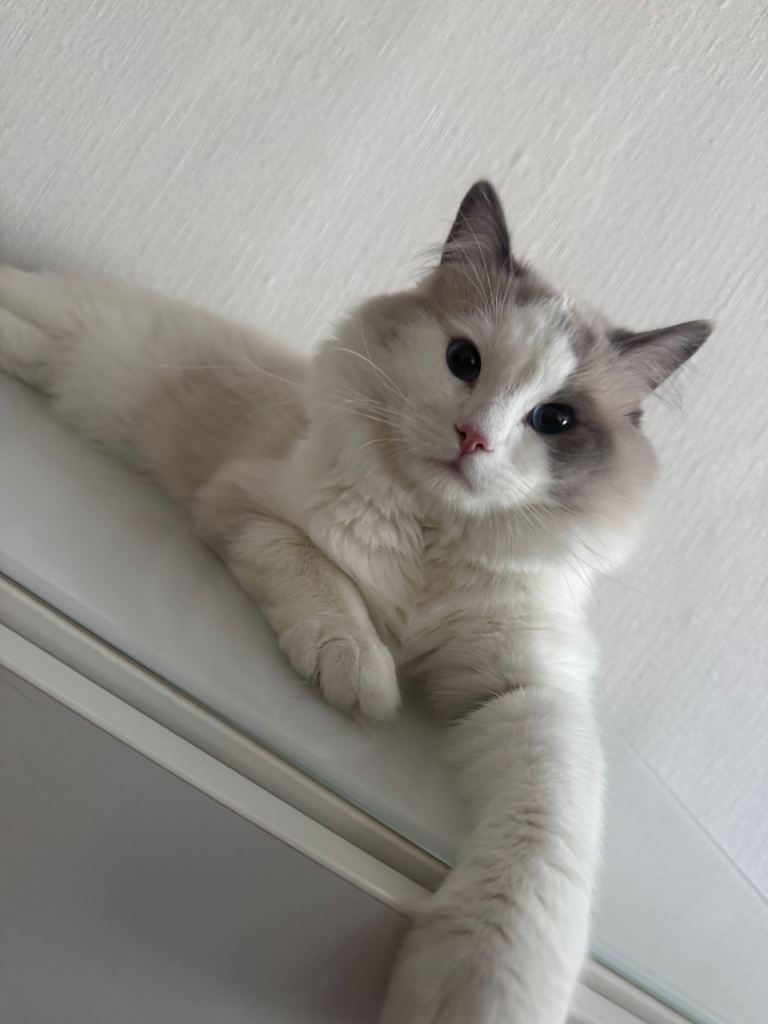 Pure Ragdoll 11 months male