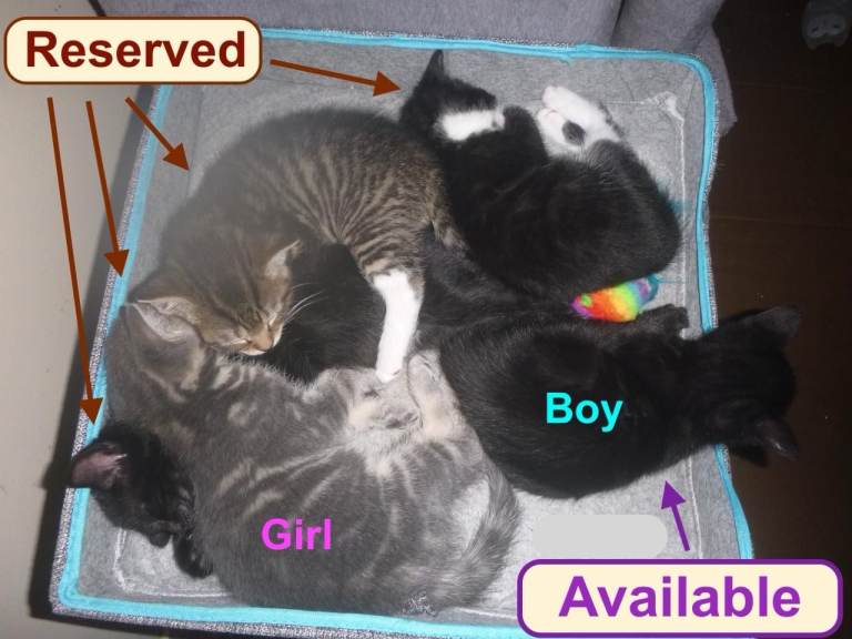 Charming kittens for sale.