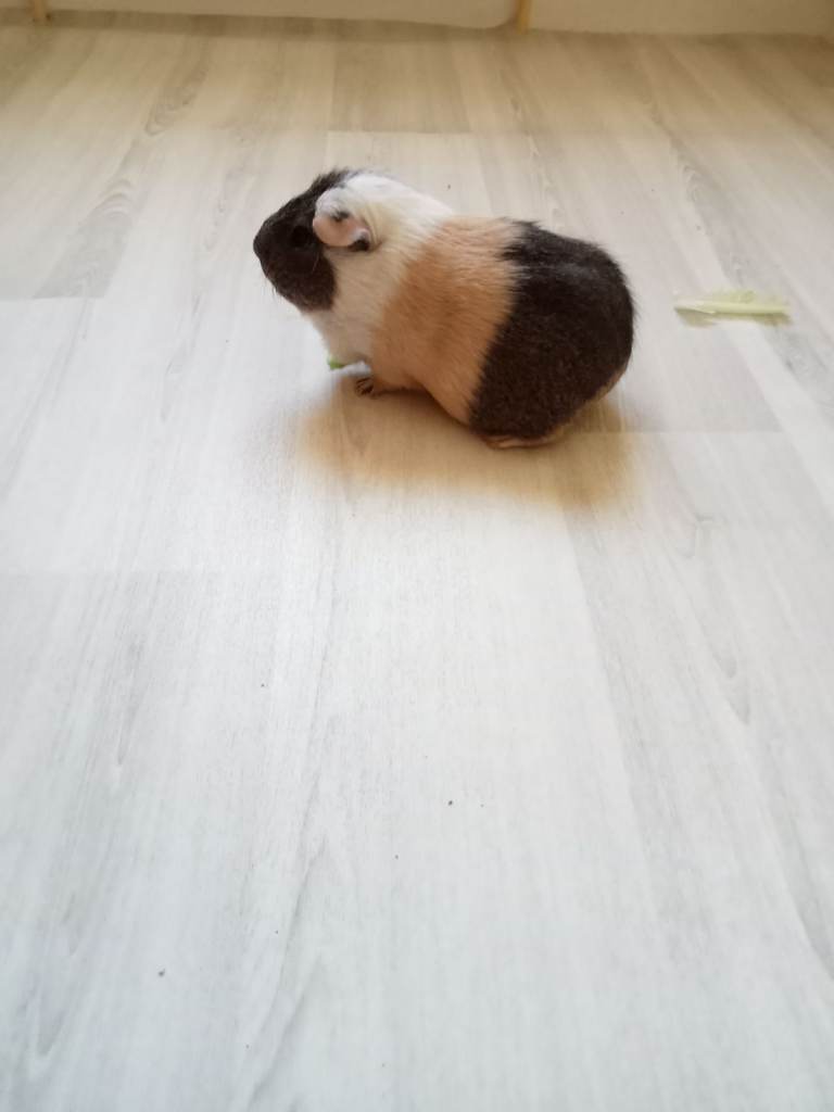 Guinea-pigs need a new loving home