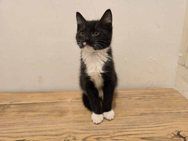 5 super cute kittens for sale