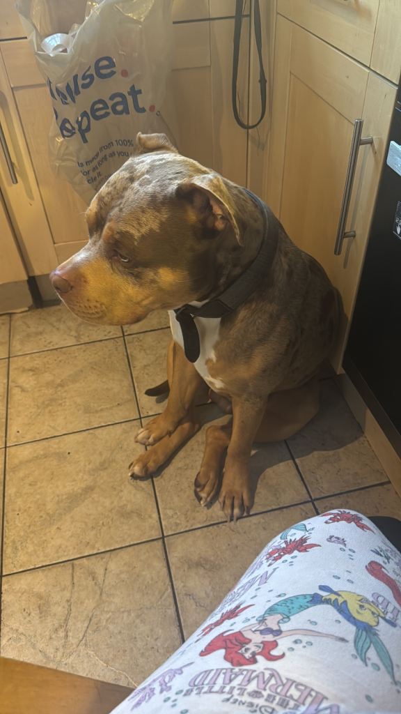 Free to good home 
