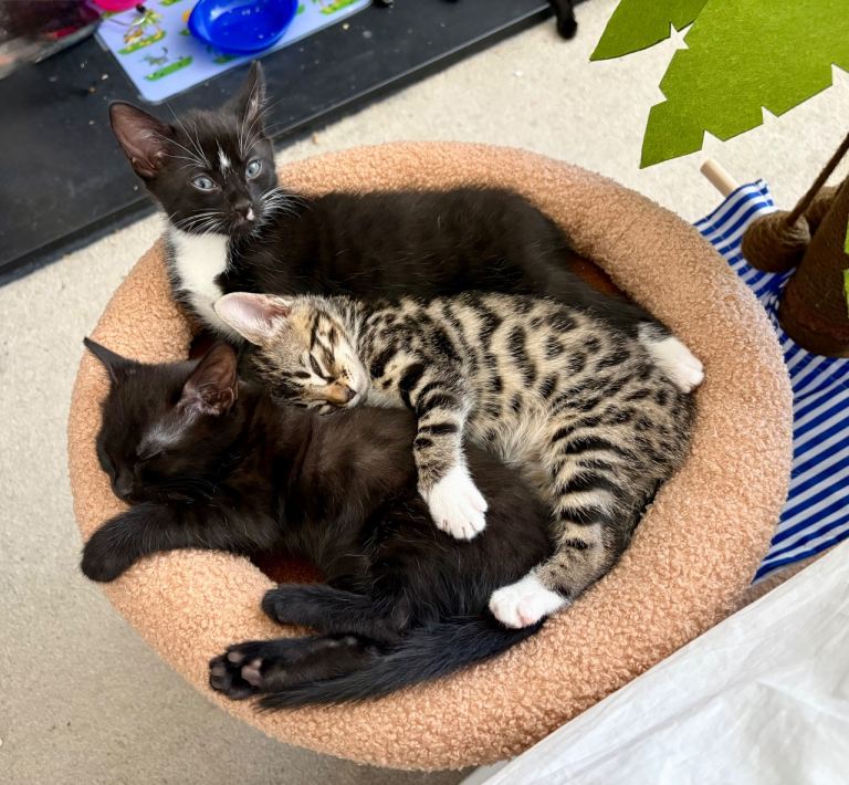 Kittens for sale 