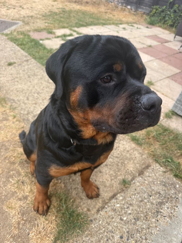 Male German Rottweiler kc registered 
