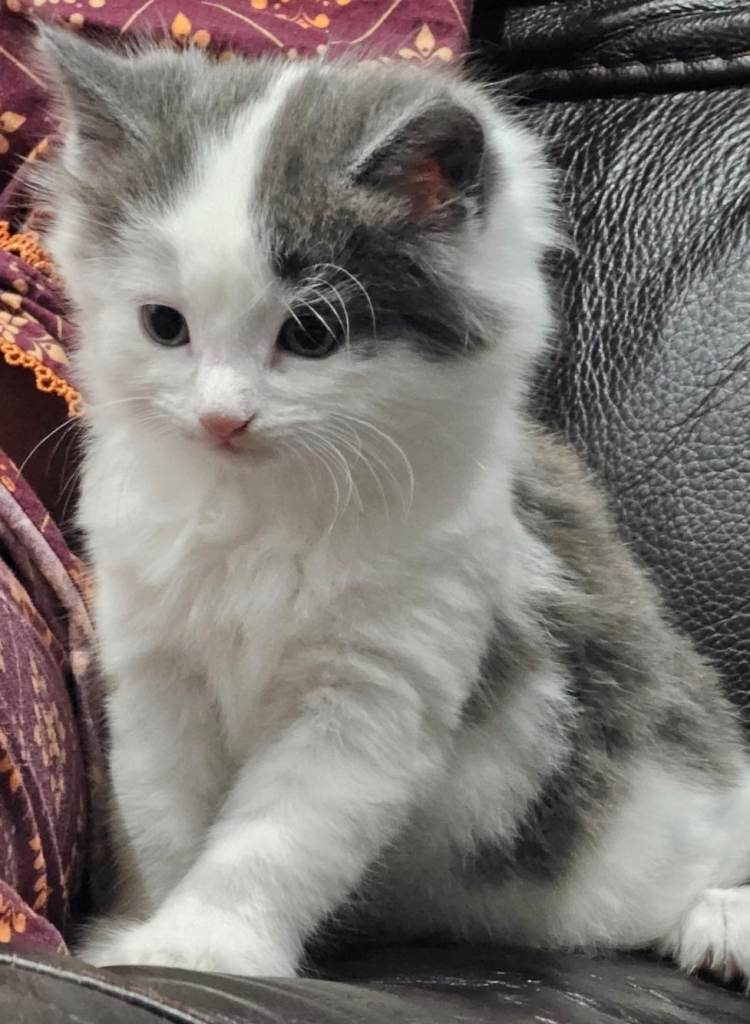 Male kitten