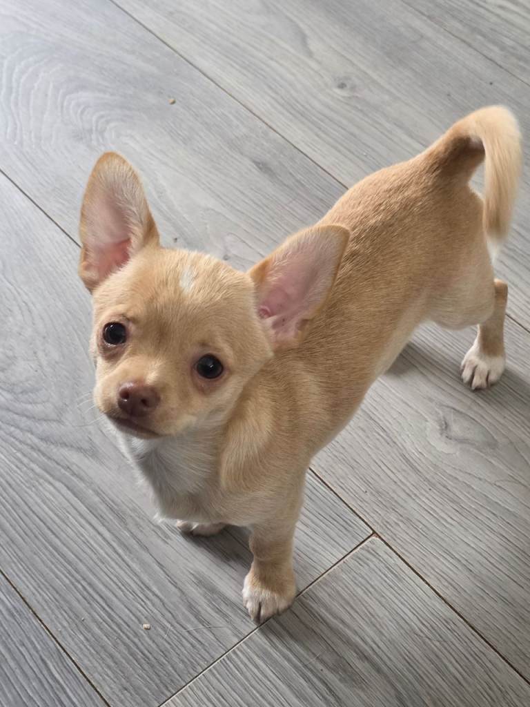 Male chihuahua 14weeks old 