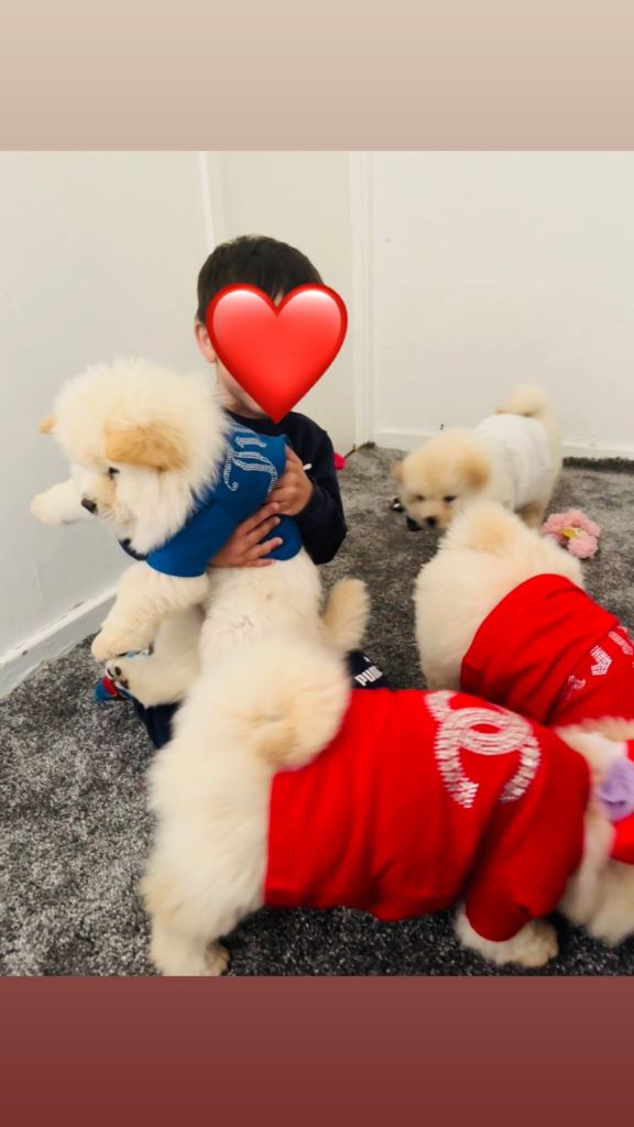 Chow chow puppies 