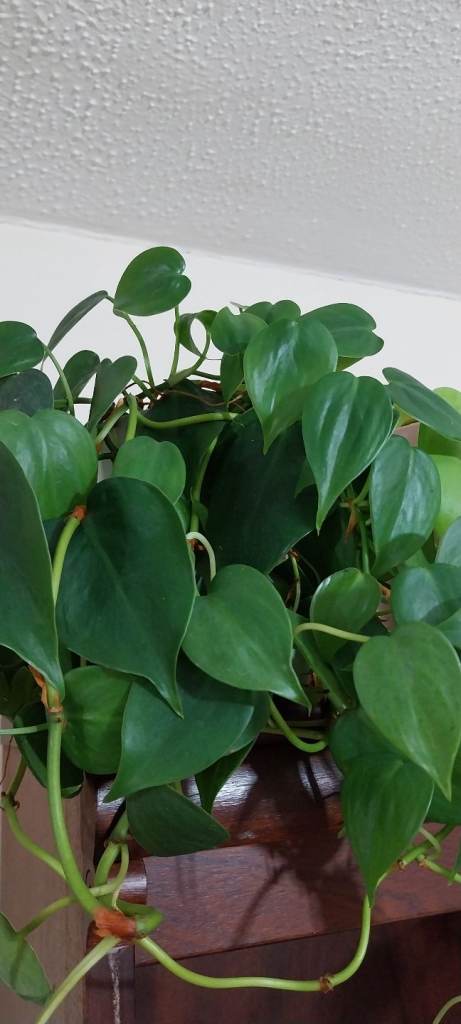 Philodendron 3 pots (Lemon, Scanden, Mican)
