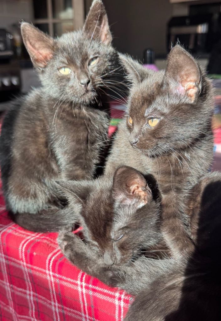2 mixed males