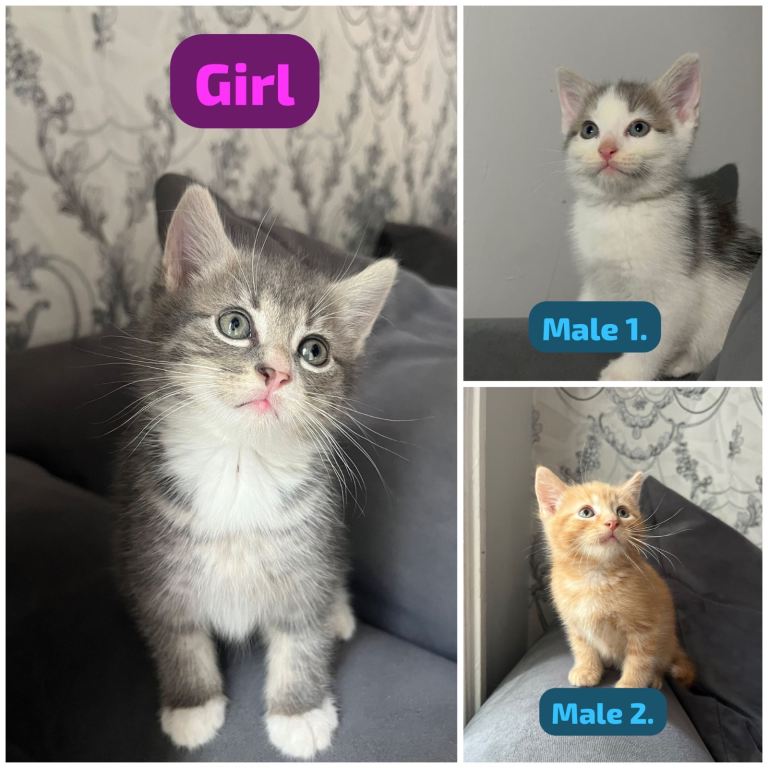 Cute kittenes for sale. 8 weeks