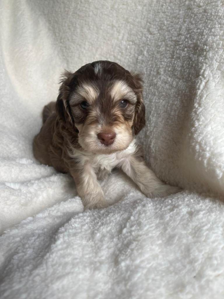 Cockerpoo puppies 