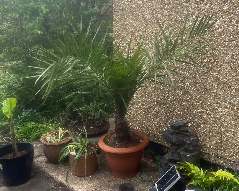 Canary date palm