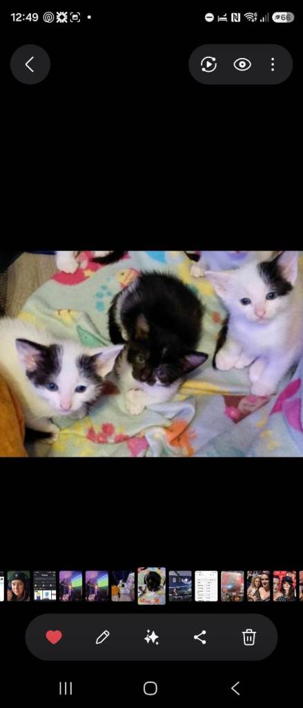 Beautiful little kittens