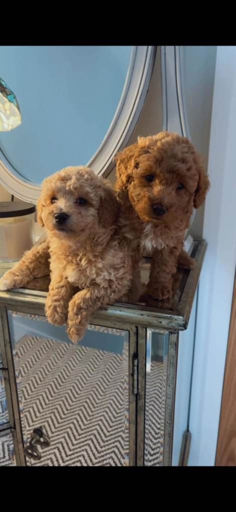 Toy poodle puppy's 
