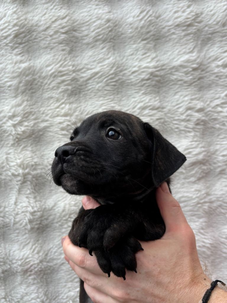 Staffy Puppies 9 Weeks old