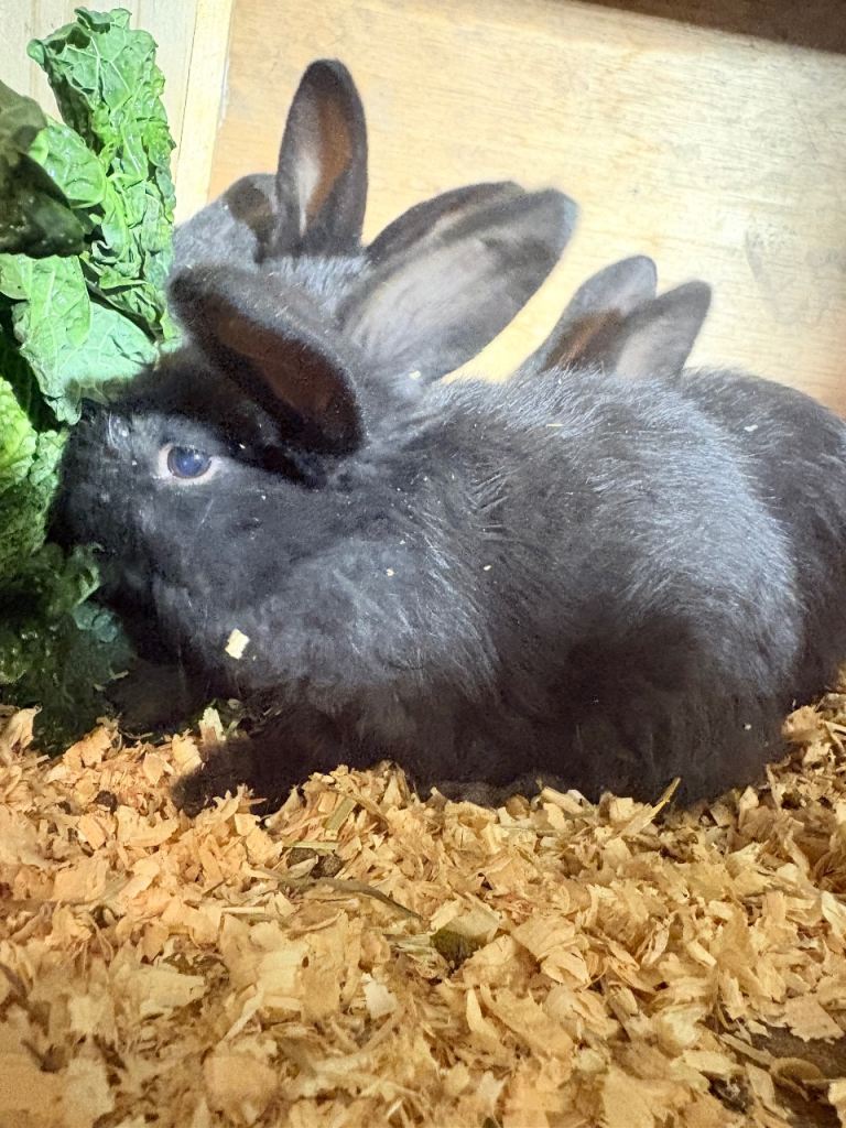 Baby rabbits  French lop 