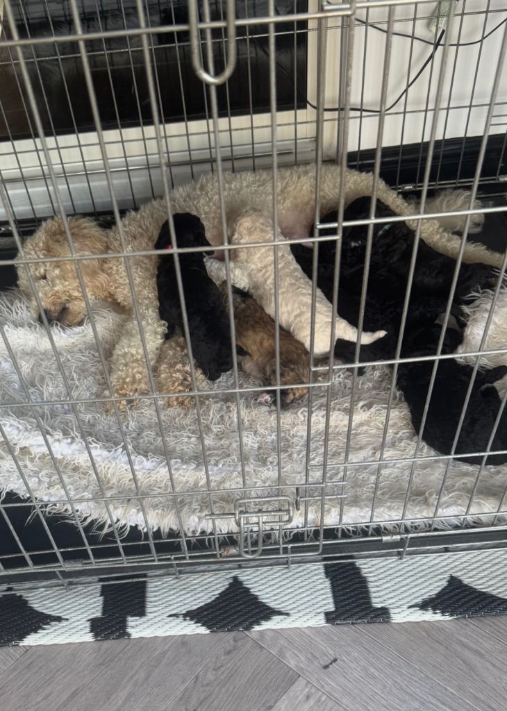 Miniature poodle puppies 